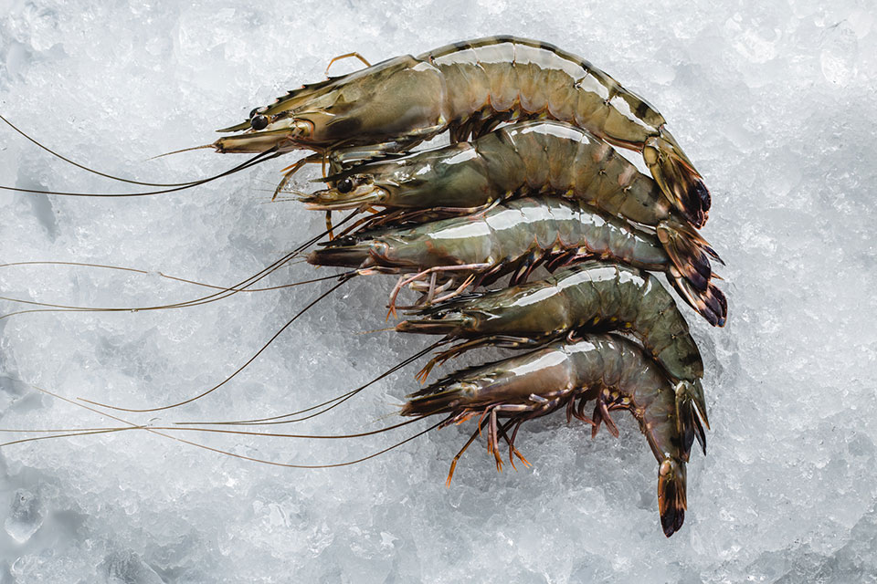 black-tiger-prawn-2