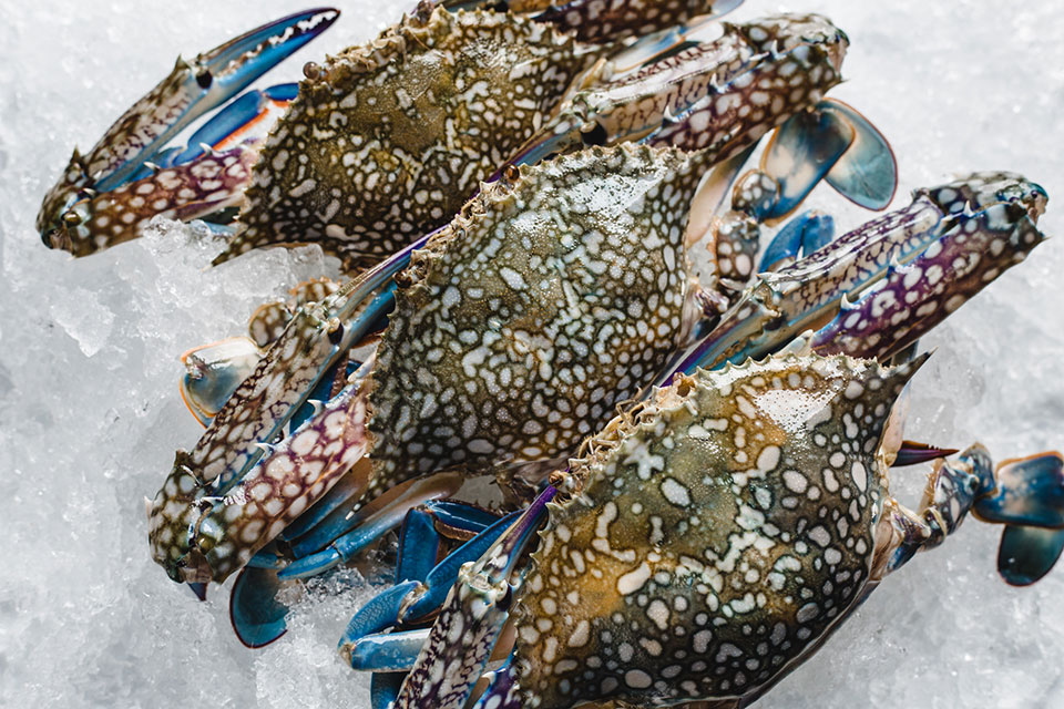 blue-swimming-crab