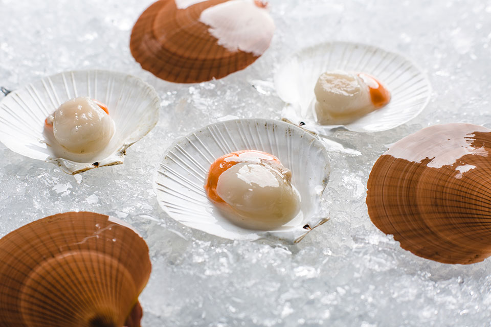 scallop