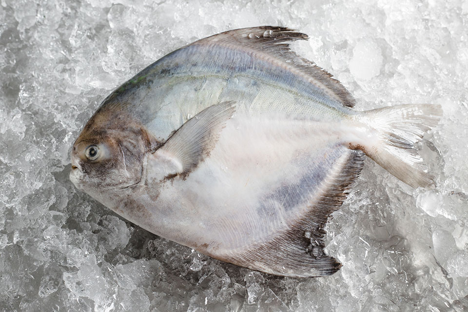 silver-pomfret-1