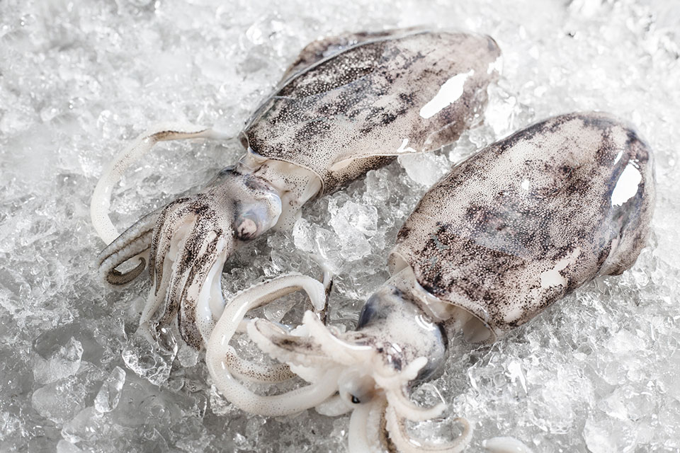 soft cuttlefish