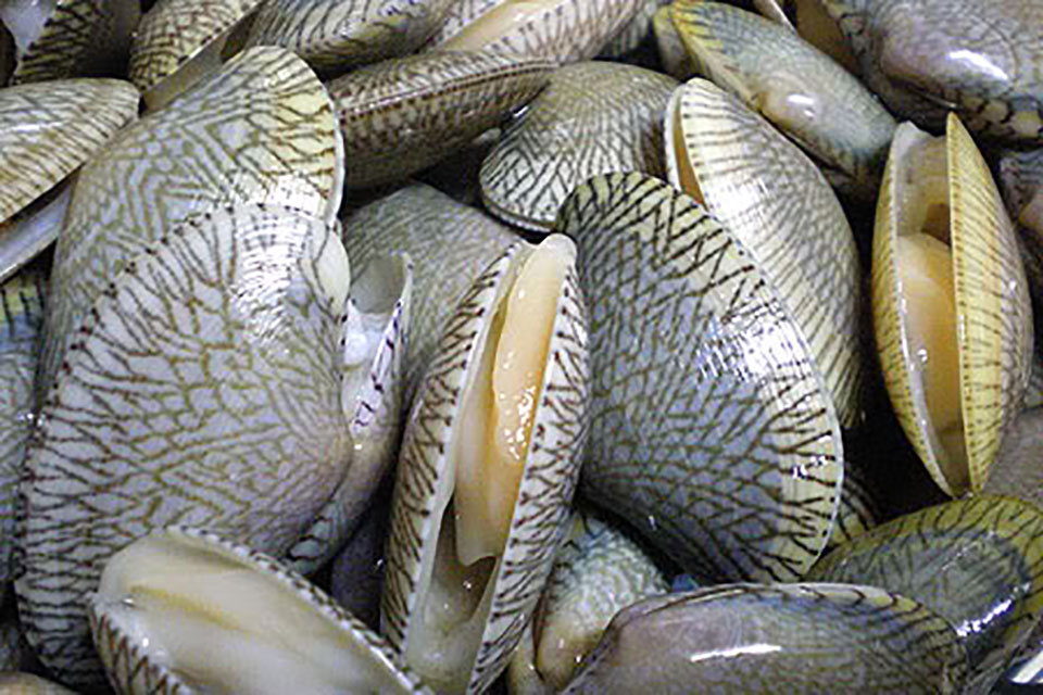 venus clam