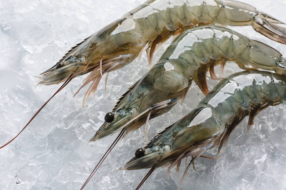 WHITE-SHRIMP-FARMED-2-1